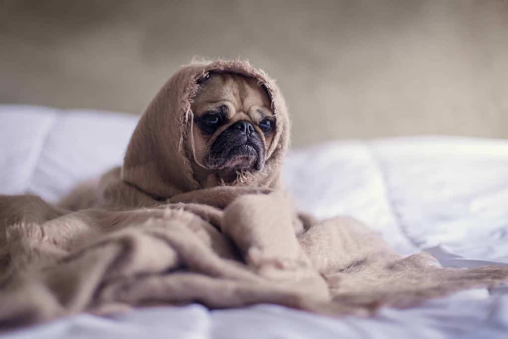 How to care for senior dogs