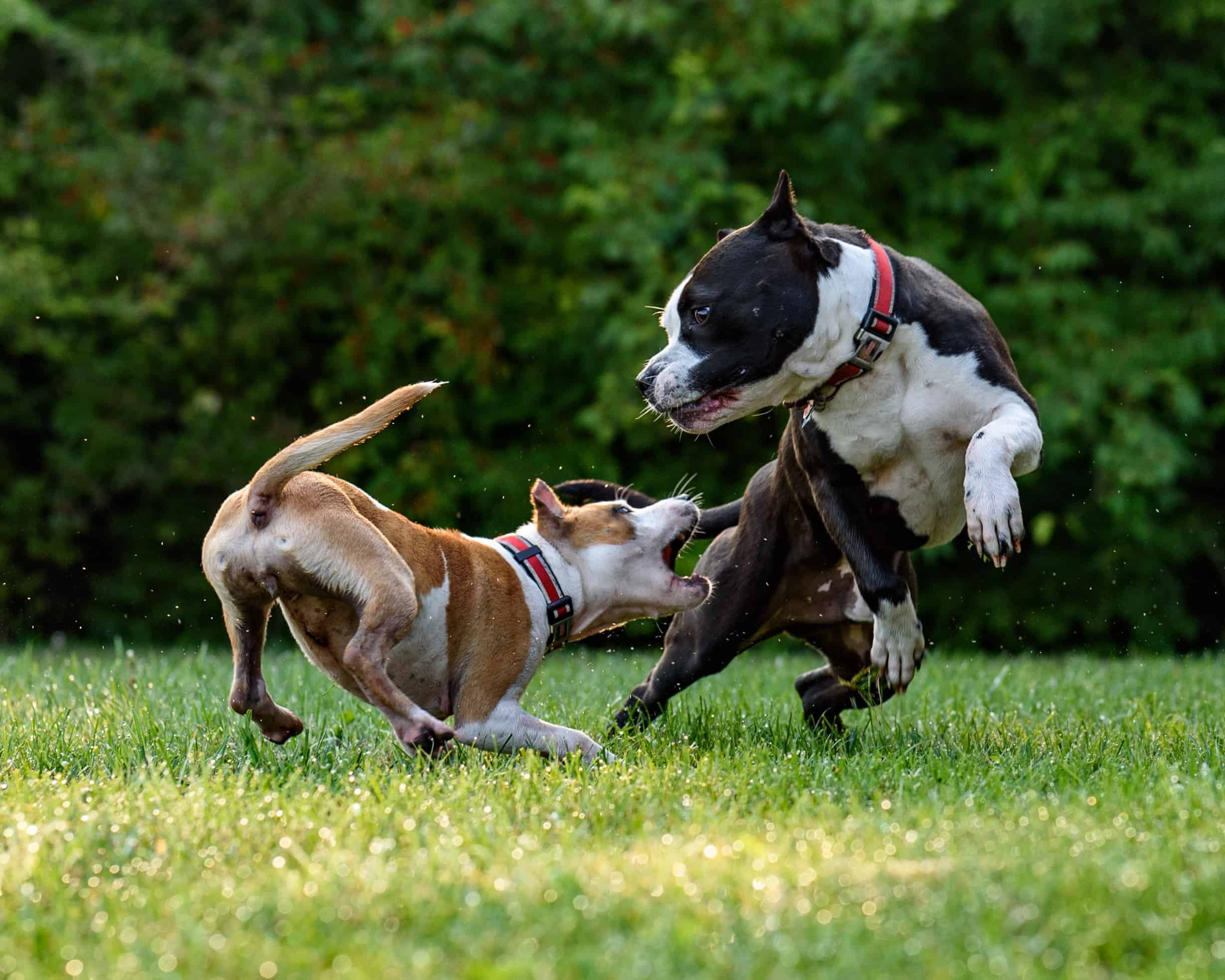 Council cracks down on irresponsible pet ownership with new Animal Management Plan